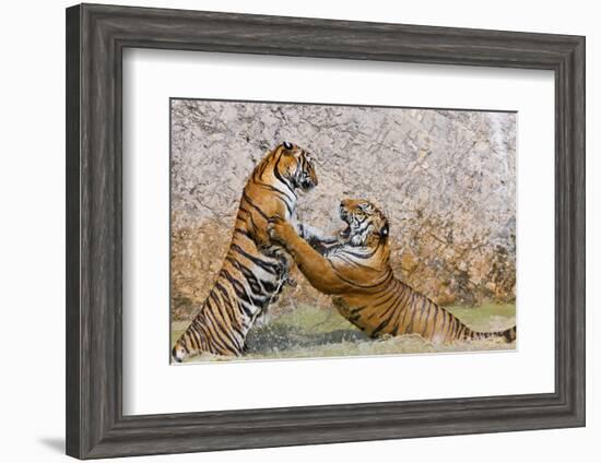 Indochinese Tiger or Corbett's Tiger, Thailand-Peter Adams-Framed Photographic Print