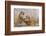 Indochinese Tiger or Corbett's Tiger, Thailand-Peter Adams-Framed Photographic Print