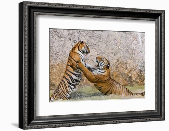 Indochinese Tiger or Corbett's Tiger, Thailand-Peter Adams-Framed Photographic Print