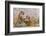 Indochinese Tiger or Corbett's Tiger, Thailand-Peter Adams-Framed Photographic Print