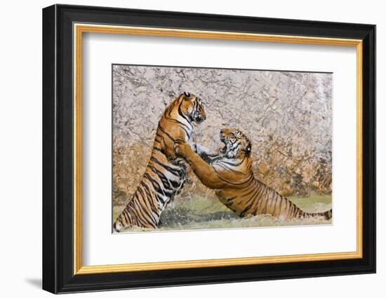 Indochinese Tiger or Corbett's Tiger, Thailand-Peter Adams-Framed Photographic Print