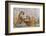 Indochinese Tiger or Corbett's Tiger, Thailand-Peter Adams-Framed Photographic Print