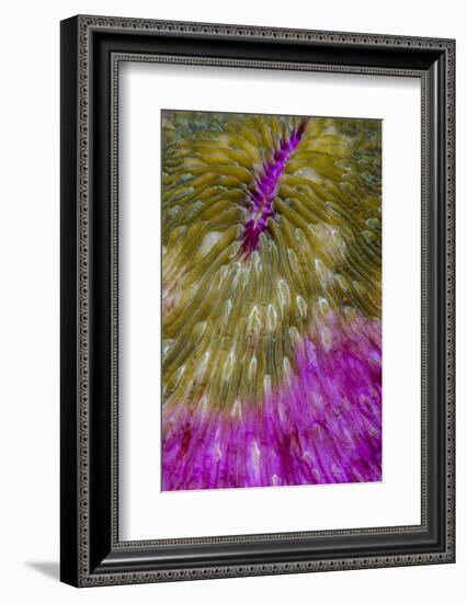 Indonesia, Alor Island, Bacatan Wall. Close-Up of Hard Coral-Jaynes Gallery-Framed Photographic Print