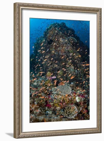 Indonesia, Alor Island. Coral Reef Scenic-Jaynes Gallery-Framed Photographic Print