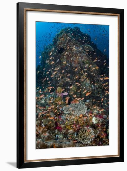 Indonesia, Alor Island. Coral Reef Scenic-Jaynes Gallery-Framed Photographic Print