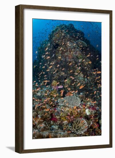 Indonesia, Alor Island. Coral Reef Scenic-Jaynes Gallery-Framed Photographic Print