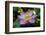 Indonesia, Bali. Close-Up of Opened Lotus Flower-Jaynes Gallery-Framed Photographic Print