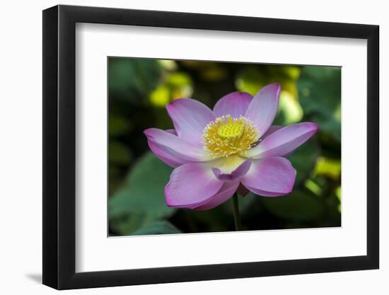 Indonesia, Bali. Close-Up of Opened Lotus Flower-Jaynes Gallery-Framed Photographic Print