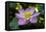 Indonesia, Bali. Close-Up of Opened Lotus Flower-Jaynes Gallery-Framed Premier Image Canvas