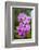 Indonesia, Bali. Orchid detail.-Cindy Miller Hopkins-Framed Photographic Print