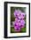 Indonesia, Bali. Orchid detail.-Cindy Miller Hopkins-Framed Photographic Print