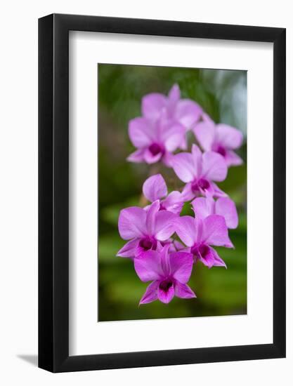 Indonesia, Bali. Orchid detail.-Cindy Miller Hopkins-Framed Photographic Print