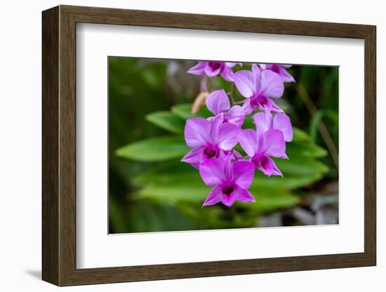 Indonesia, Bali. Orchid detail.-Cindy Miller Hopkins-Framed Photographic Print