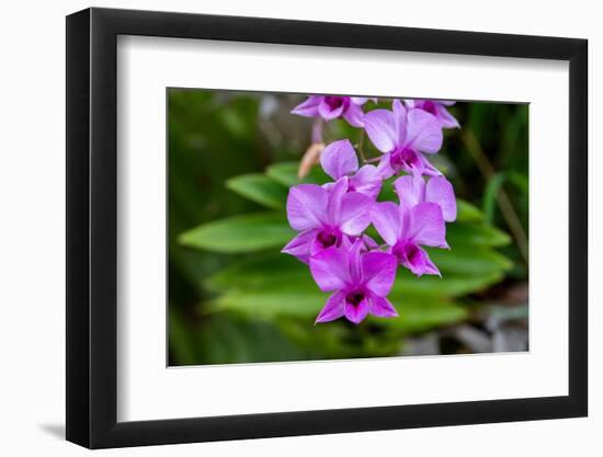 Indonesia, Bali. Orchid detail.-Cindy Miller Hopkins-Framed Photographic Print