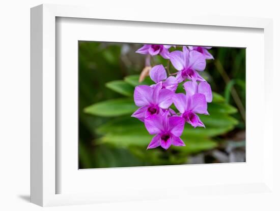 Indonesia, Bali. Orchid detail.-Cindy Miller Hopkins-Framed Photographic Print