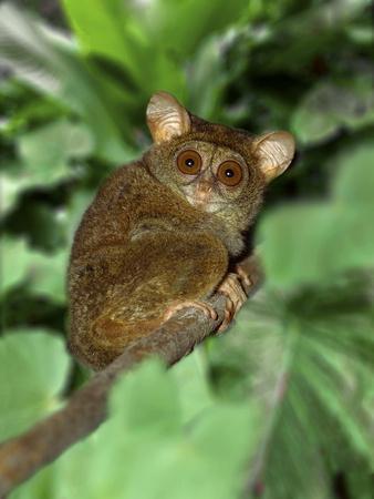 Indonesia, Bali, Sulawesi. Close-up of tarsier on limb. Smallest living  primate.' Photographic Print - Jaynes Gallery 