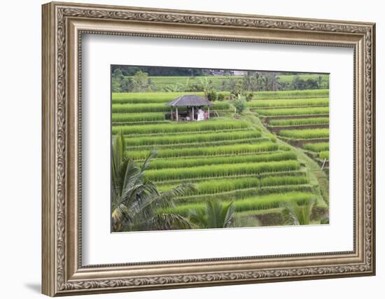 Indonesia, Bali. Terraced Subak Rice Fields of Bali Island, Indonesia-Emily Wilson-Framed Photographic Print