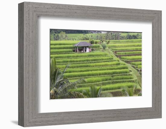 Indonesia, Bali. Terraced Subak Rice Fields of Bali Island, Indonesia-Emily Wilson-Framed Photographic Print