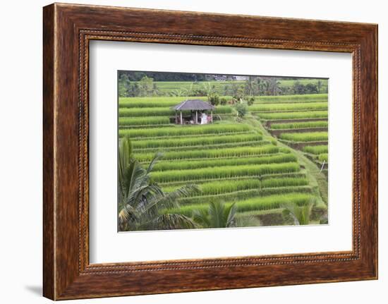 Indonesia, Bali. Terraced Subak Rice Fields of Bali Island, Indonesia-Emily Wilson-Framed Photographic Print