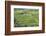 Indonesia, Bali. Terraced Subak Rice Fields of Bali Island, Indonesia-Emily Wilson-Framed Photographic Print