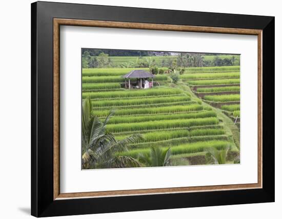 Indonesia, Bali. Terraced Subak Rice Fields of Bali Island, Indonesia-Emily Wilson-Framed Photographic Print