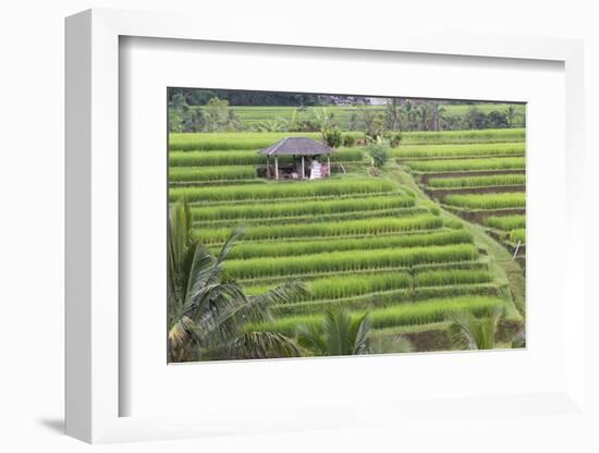 Indonesia, Bali. Terraced Subak Rice Fields of Bali Island, Indonesia-Emily Wilson-Framed Photographic Print