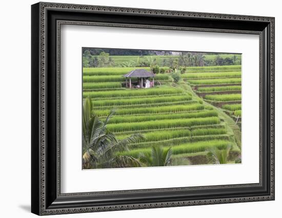 Indonesia, Bali. Terraced Subak Rice Fields of Bali Island, Indonesia-Emily Wilson-Framed Photographic Print