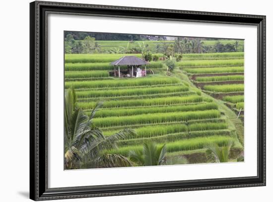 Indonesia, Bali. Terraced Subak Rice Fields of Bali Island, Indonesia-Emily Wilson-Framed Photographic Print