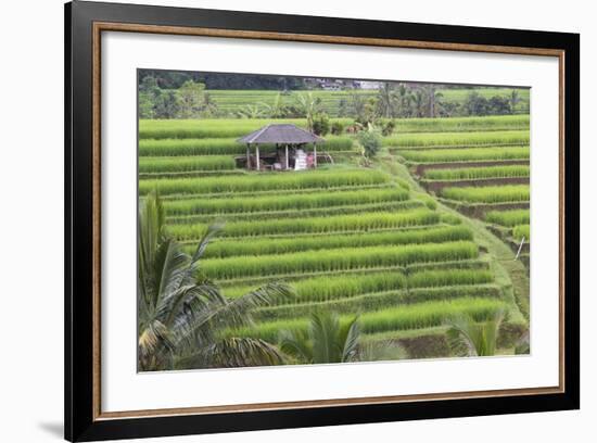 Indonesia, Bali. Terraced Subak Rice Fields of Bali Island, Indonesia-Emily Wilson-Framed Photographic Print