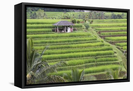 Indonesia, Bali. Terraced Subak Rice Fields of Bali Island, Indonesia-Emily Wilson-Framed Premier Image Canvas