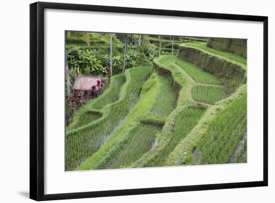 Indonesia, Bali. Terraced Subak Rice Paddies of Bali Island-Emily Wilson-Framed Photographic Print