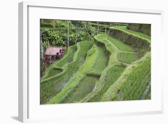 Indonesia, Bali. Terraced Subak Rice Paddies of Bali Island-Emily Wilson-Framed Photographic Print
