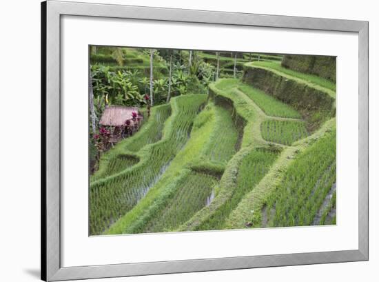 Indonesia, Bali. Terraced Subak Rice Paddies of Bali Island-Emily Wilson-Framed Photographic Print