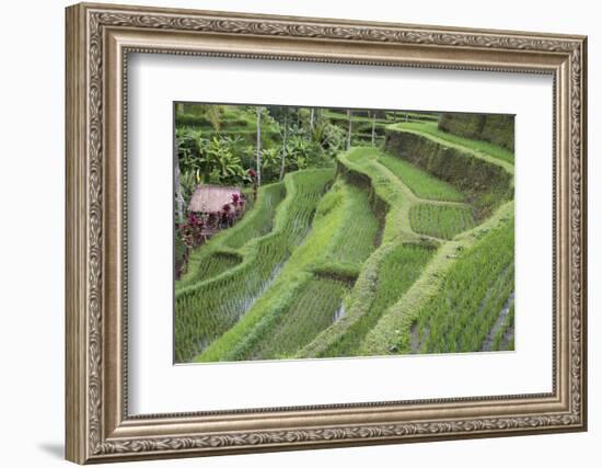 Indonesia, Bali. Terraced Subak Rice Paddies of Bali Island-Emily Wilson-Framed Photographic Print