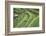 Indonesia, Bali. Terraced Subak Rice Paddies of Bali Island-Emily Wilson-Framed Photographic Print