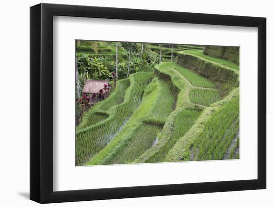 Indonesia, Bali. Terraced Subak Rice Paddies of Bali Island-Emily Wilson-Framed Photographic Print