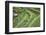 Indonesia, Bali. Terraced Subak Rice Paddies of Bali Island-Emily Wilson-Framed Photographic Print