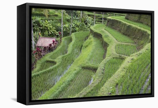 Indonesia, Bali. Terraced Subak Rice Paddies of Bali Island-Emily Wilson-Framed Premier Image Canvas