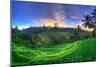 Indonesia, Bali, Ubud, Ceking Rice Terraces-Michele Falzone-Mounted Photographic Print