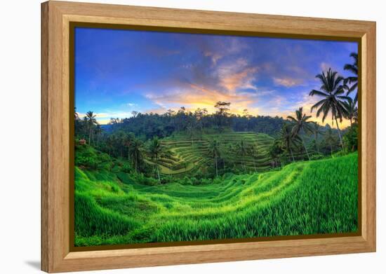 Indonesia, Bali, Ubud, Ceking Rice Terraces-Michele Falzone-Framed Premier Image Canvas