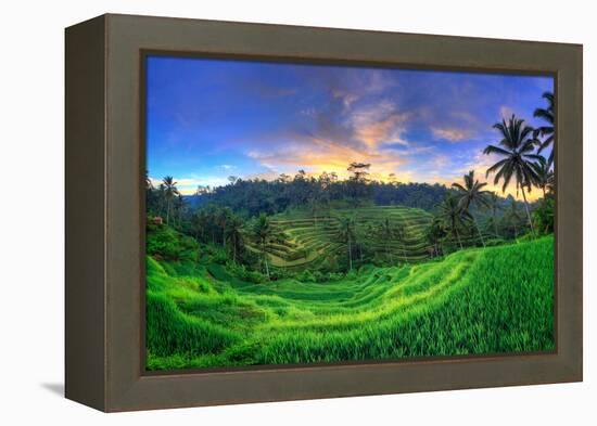 Indonesia, Bali, Ubud, Ceking Rice Terraces-Michele Falzone-Framed Premier Image Canvas