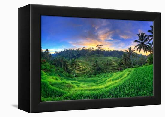 Indonesia, Bali, Ubud, Ceking Rice Terraces-Michele Falzone-Framed Premier Image Canvas