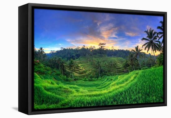 Indonesia, Bali, Ubud, Ceking Rice Terraces-Michele Falzone-Framed Premier Image Canvas