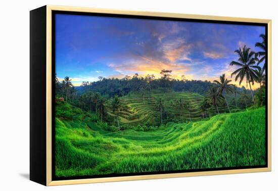 Indonesia, Bali, Ubud, Ceking Rice Terraces-Michele Falzone-Framed Premier Image Canvas