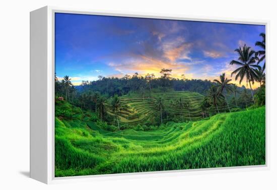 Indonesia, Bali, Ubud, Ceking Rice Terraces-Michele Falzone-Framed Premier Image Canvas