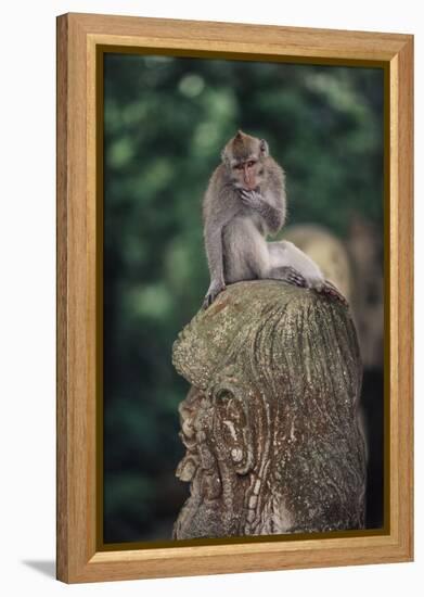 Indonesia, Bali, Ubud, Long Tailed Macaque in Monkey Forest Sanctuary-Paul Souders-Framed Premier Image Canvas