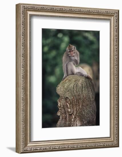 Indonesia, Bali, Ubud, Long Tailed Macaque in Monkey Forest Sanctuary-Paul Souders-Framed Photographic Print