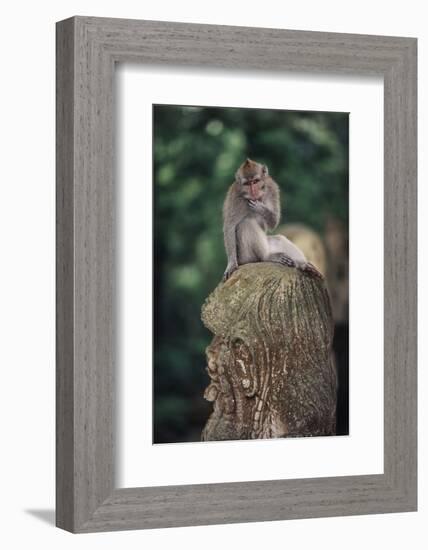 Indonesia, Bali, Ubud, Long Tailed Macaque in Monkey Forest Sanctuary-Paul Souders-Framed Photographic Print