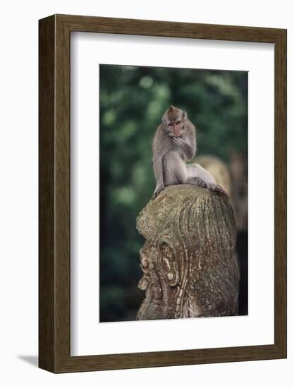 Indonesia, Bali, Ubud, Long Tailed Macaque in Monkey Forest Sanctuary-Paul Souders-Framed Photographic Print