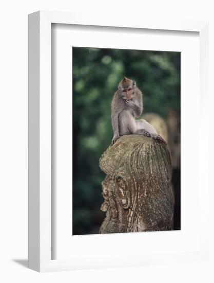 Indonesia, Bali, Ubud, Long Tailed Macaque in Monkey Forest Sanctuary-Paul Souders-Framed Photographic Print